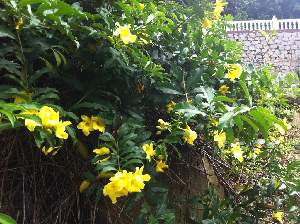 Seychelles Yellow Petals Anse Boileau Exterior foto
